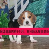 上海出售纯种比格幼犬 米格鲁犬 猎兔犬 比格猎犬狗狗 巴吉度狗狗