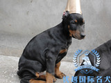 赛级血统杜宾犬立耳 出售纯种德系杜宾幼犬 德国杜宾犬美系杜宾犬
