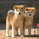 【亿宠】忠犬八公秋田幼犬 中型犬工作犬 宠物狗狗活体包邮包纯种