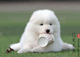 【亿宠】出售微笑天使纯白色萨摩耶幼犬 中型犬宠物小狗狗活体