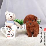 【亿宠】泰迪贵宾幼犬 茶杯狗小型犬杯子狗 宠物狗狗活体保证纯种