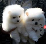 【亿宠】纯种白色球形博美幼犬 小型茶杯犬宠物小狗狗活体茶杯犬