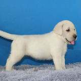 出售赛级双血统拉布拉多犬纯种幼犬白色寻回猎犬活体宠物狗狗