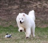 出售纯种萨摩耶犬幼犬白色家养宠物狗中型犬成南京正规交易活体
