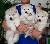 纯种家养宠物狗 西伯利亚雪橇犬 赛级哈士奇幼犬出售短毛小狗