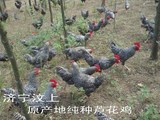 汶上原产地芦花鸡种蛋受精鸡蛋可孵化散养受精卵笨鸡柴鸡种蛋新鲜