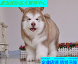 赛级 巨型 熊版  阿拉斯加雪橇犬 幼犬 棕红色 公母颜色均有