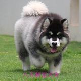 宠物狗阿拉斯加雪橇犬幼犬活体宠物狗 纯种巨型阿拉斯加犬双血统