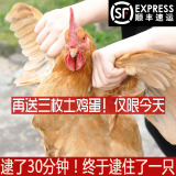 九峰合作社 原生态农家正宗散养鸡 走地鸡 土鸡 老母鸡 月子鸡