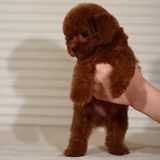 出售纯种泰迪犬幼犬 长不大的茶杯玩具泰迪犬 迷你型贵宾宠物狗狗