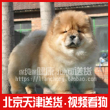 双赛级血统宠物狗 大肉嘴松狮犬 面包嘴幼犬出售保健康北京送货04