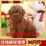 赛级家养 宠物狗 超小体袖珍 泰迪犬幼犬出售 纯种茶杯狗保健康17