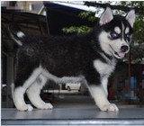犬舍直销店 纯种西伯利亚雪橇犬蓝眼睛三把火哈士奇活体幼犬出售