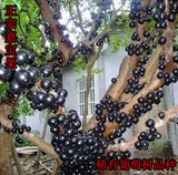 满20元包邮正宗台湾嘉宝果树苗盆栽当年结果树葡萄嘉宝果苗风景树