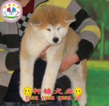 日本小眼睛秋田忠诚犬家养护卫犬活体幼犬出售同城可送货上门选购