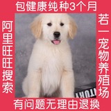 纯种金毛幼犬出售 大型犬 聪明的宠物狗狗 家庭犬家养金毛狗狗