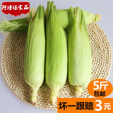 云南特产新鲜水果玉米 现摘甜玉米新鲜玉米棒农家绿色食品5斤包邮