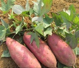 5斤全国包邮 江西土特产红薯农家特产无农药 红薯紫薯农家产品