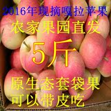 2016年山东省冰糖心嘎啦苹果非红富士农家自产自销新鲜水果包邮