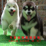 阿拉斯加犬幼犬 阿拉斯加狗雪橇犬巨型犬 宠物狗狗幼犬活体出售7