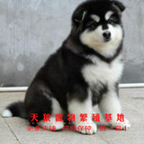 阿拉斯加犬幼犬 阿拉斯加狗雪橇犬巨型犬 宠物狗狗幼犬活体出售2