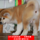 秋田幼犬出售纯种日系秋田中犬八公赤色黄金秋田上海活体宠物狗狗