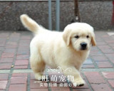 美系金毛犬纯种幼犬出售家养赛级活体导盲犬黄金巡回犬宠物狗送货