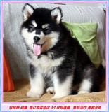 巨型赛级阿拉斯加犬幼犬雪橇犬宠物狗黑红色阿拉斯加犬活体出售43