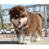 出售巨型赛级纯种阿拉斯加犬 红色阿拉雪橇犬 十字桃子脸 宠物狗