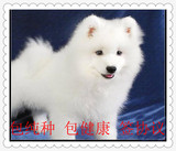 萨摩耶犬宠物纯种萨摩耶幼犬出售白色狗狗雪橇犬微笑天使萨摩耶犬