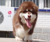 阿拉斯加雪橇犬纯种幼犬 出售 黑色十字脸巨型阿拉斯加活体宠物狗