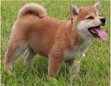 出售纯种柴犬活体宠物狗日本柴犬幼犬小型家庭犬日系柴犬狗崽