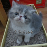 出售 加菲猫宠物猫咪 异国短毛猫 家养纯种幼猫活体双色弟弟公猫
