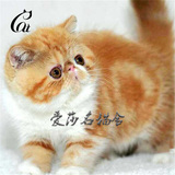 加菲猫红虎斑加白小公猫 幼猫异国短毛猫出售活体宠物猫包7天猫瘟