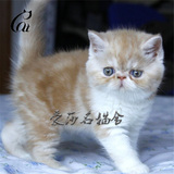 出售纯种活体 赛级极品红虎加白异国短毛猫加菲猫 品相好宠物猫