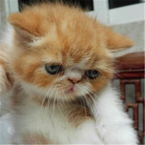 出售宠物猫活体幼猫 加菲猫 异国短毛猫 纯种健康加菲猫 大脸猫
