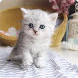 英国短毛猫 纯种折耳银渐层 宠物猫立耳银渐层幼猫活体 可爱调皮
