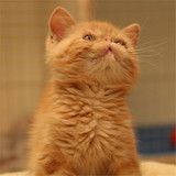 出售 纯种加菲猫 红虎斑异国短毛猫 宠物猫活体 幼猫 包健康