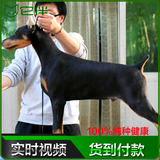 它伴宠物狗狗迷你杜宾犬幼犬立耳纯种活体出售美系德系血统视频6