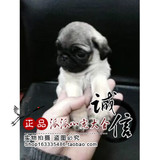 郑州巴哥犬幼犬纯种八哥犬幼犬出售纯种巴哥幼犬宠物狗狗包健康