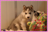 纯种家养哈士奇犬幼犬 西伯利亚雪橇犬哈士奇狗 宠物狗活体出售