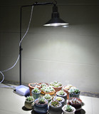 多肉灯 补光灯 生长灯 uvb多肉植物专用灯全光谱紫外线增色灯包邮