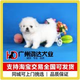 支持淘宝交易出售京巴犬幼犬 纯种京巴 北京犬狮子狗 狗狗 宠物狗