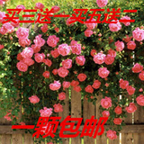 蔷薇月季花苗庭院围墙阳台爬藤花卉盆栽耐寒攀援植物四季开花多花