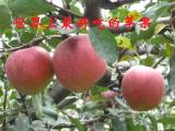 昭通苹果 新鲜 现摘野生丑苹果 红富士糖心水苹果不打药孕妇水果