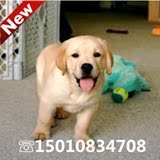 出售米黄色拉布拉多犬纯种幼犬导盲犬宠物狗 可上门挑选