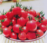 珍珠小番茄籽 圣女果种子 樱桃番茄红黄色 小西红柿种子特价热卖