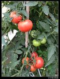 计仔种子--广东省农科院金冠一号硬果番茄种子