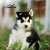 哈士奇犬 纯种幼犬 活体宠物狗狗 出售三把火蓝眼 西伯利亚雪橇犬
