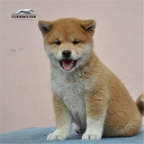 日本柴犬 活体狗狗出售 纯种幼犬 小型家庭犬 可视频 上门挑选
